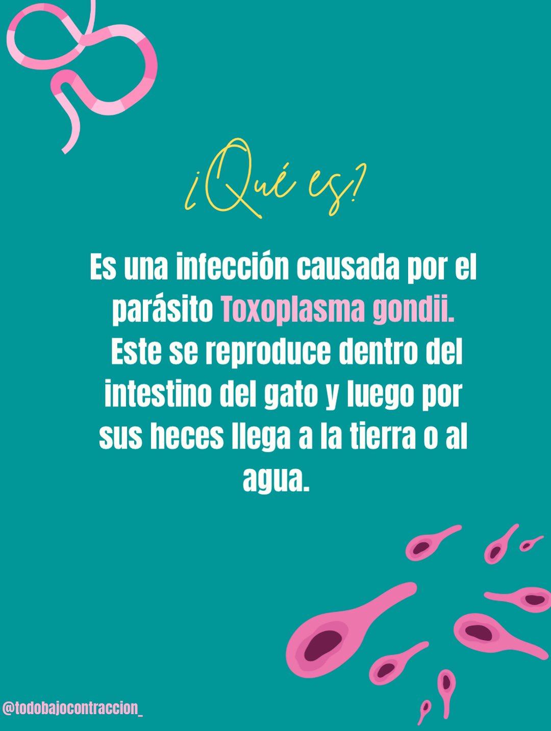 Carrusel ilustrado de Todo Bajo Contracción: Toxoplasmosis en el embarazo