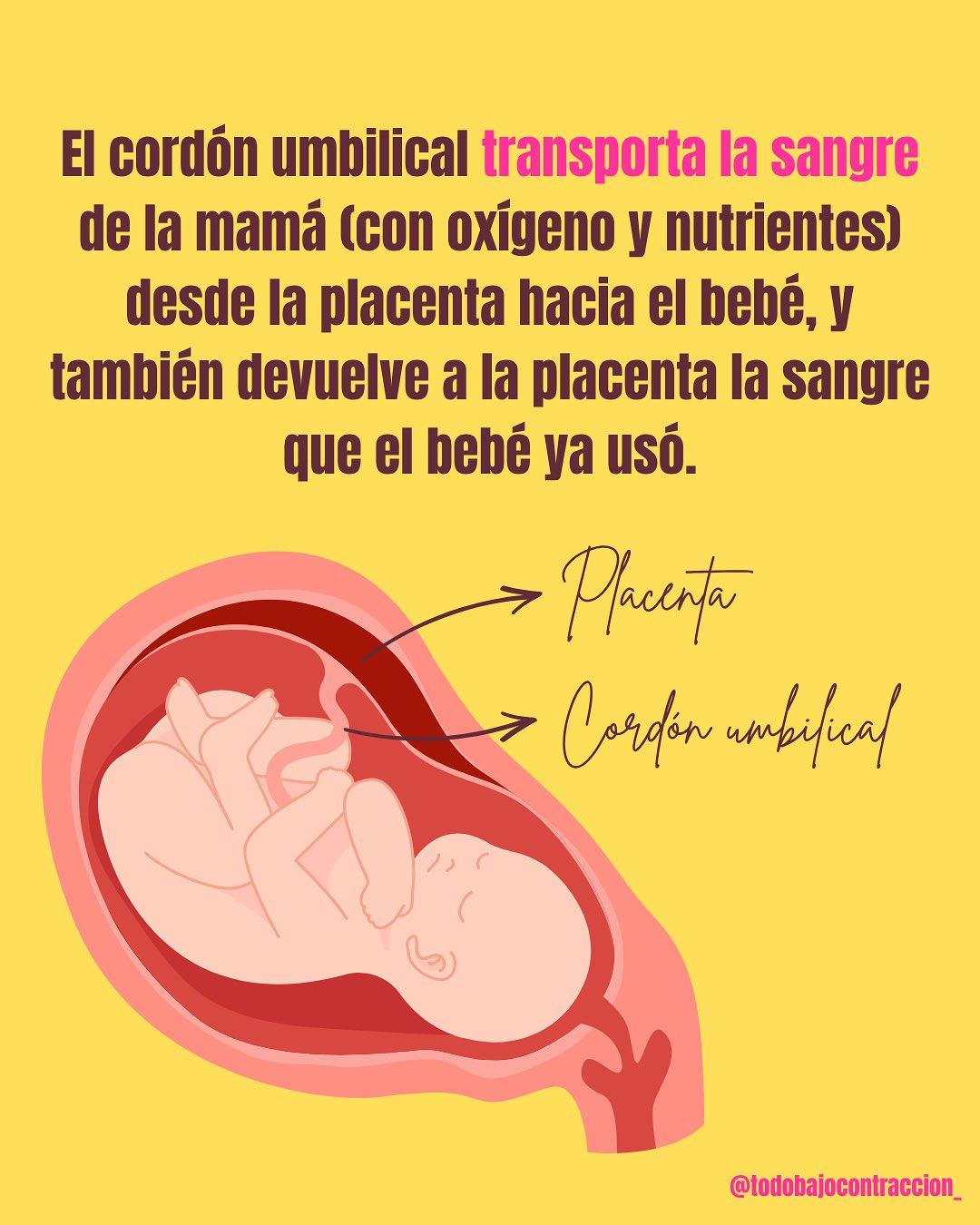 Carrusel ilustrado de Todo Bajo Contracción: Corte del cordón umbilical: ¿cuándo?