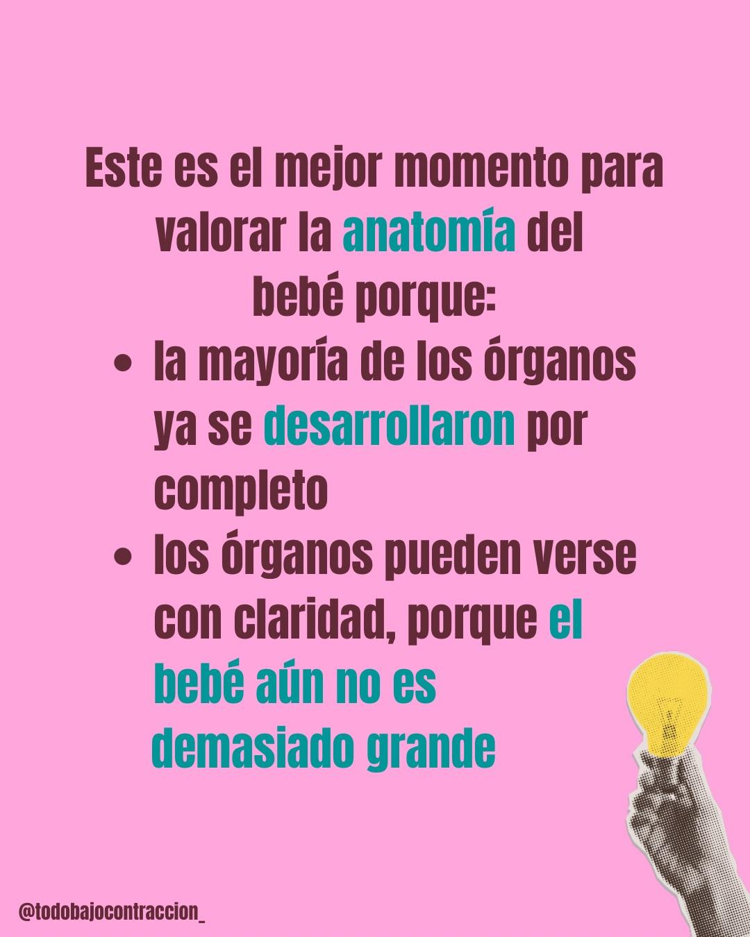 Carrusel ilustrado de Todo Bajo Contracción: Ecografía morfoestructural: qué evalúa