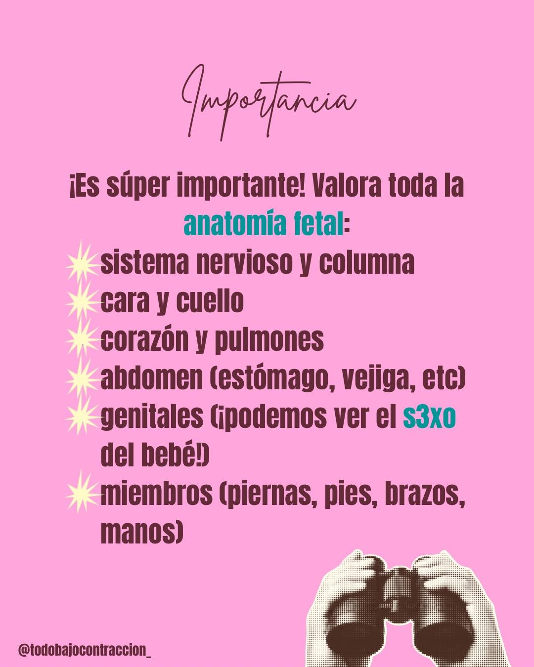 Carrusel ilustrado de Todo Bajo Contracción: Ecografía morfoestructural: qué evalúa