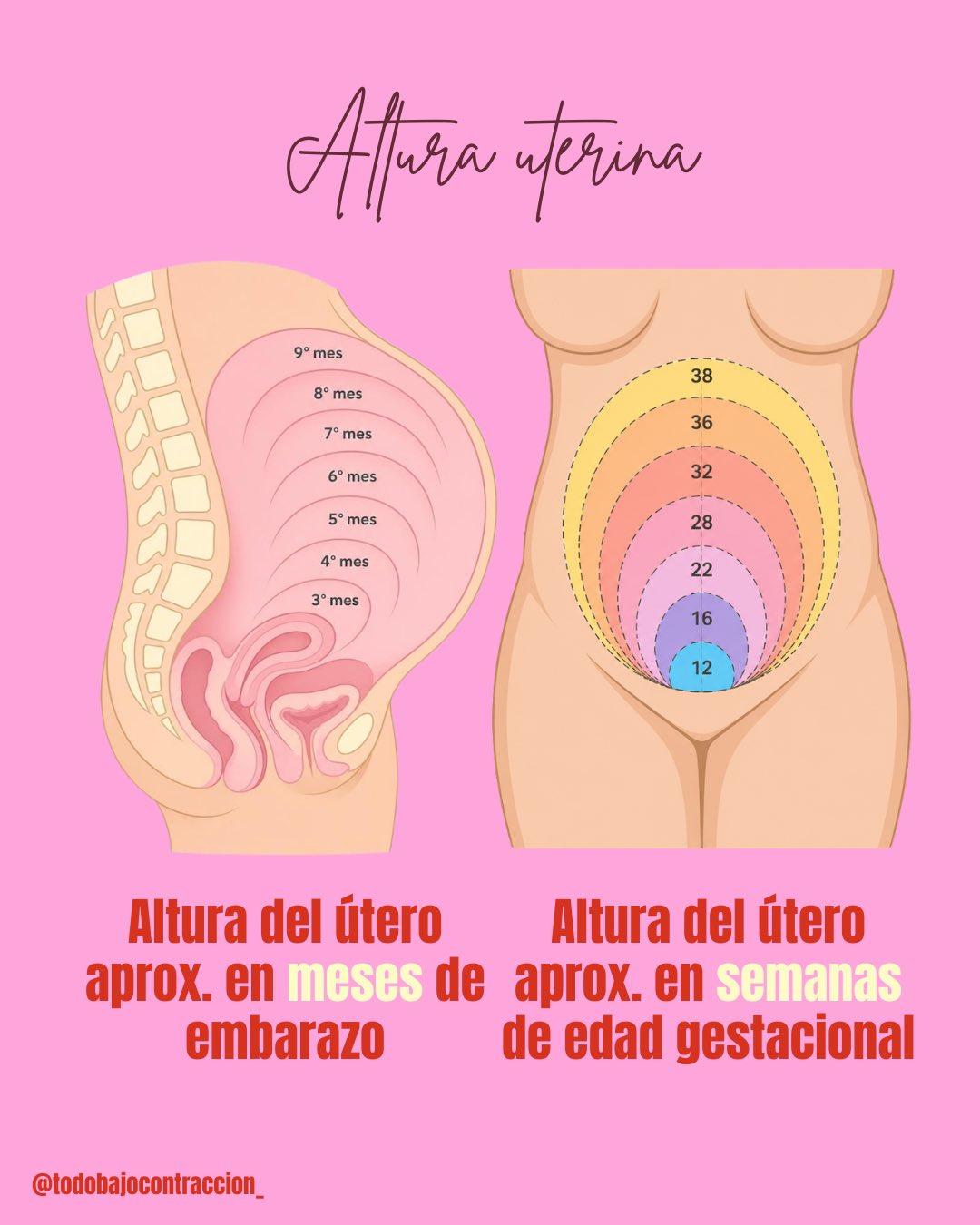 Carrusel ilustrado de Todo Bajo Contracción: Qué miramos en los controles del embarazo