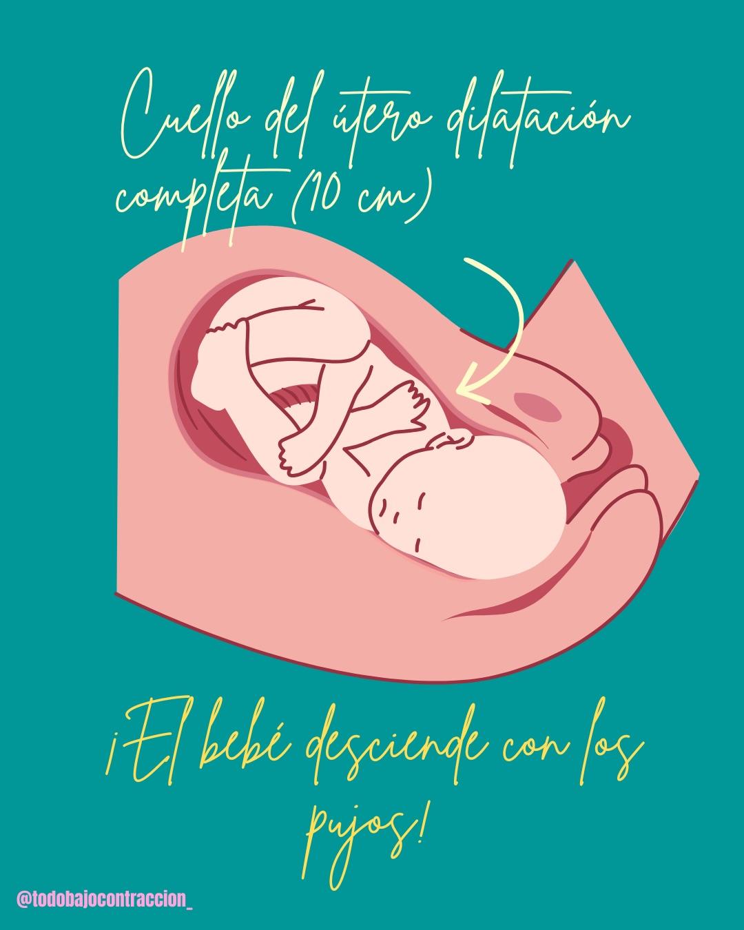 Carrusel ilustrado de Todo Bajo Contracción: Etapas del trabajo de parto