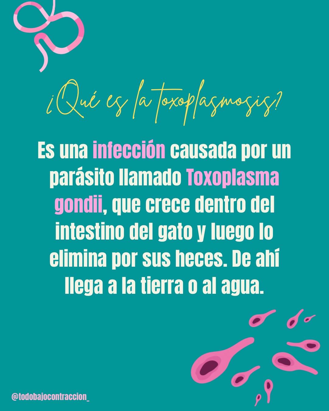 Carrusel ilustrado de Todo Bajo Contracción: Toxoplasmosis en el embarazo: cómo prevenirla