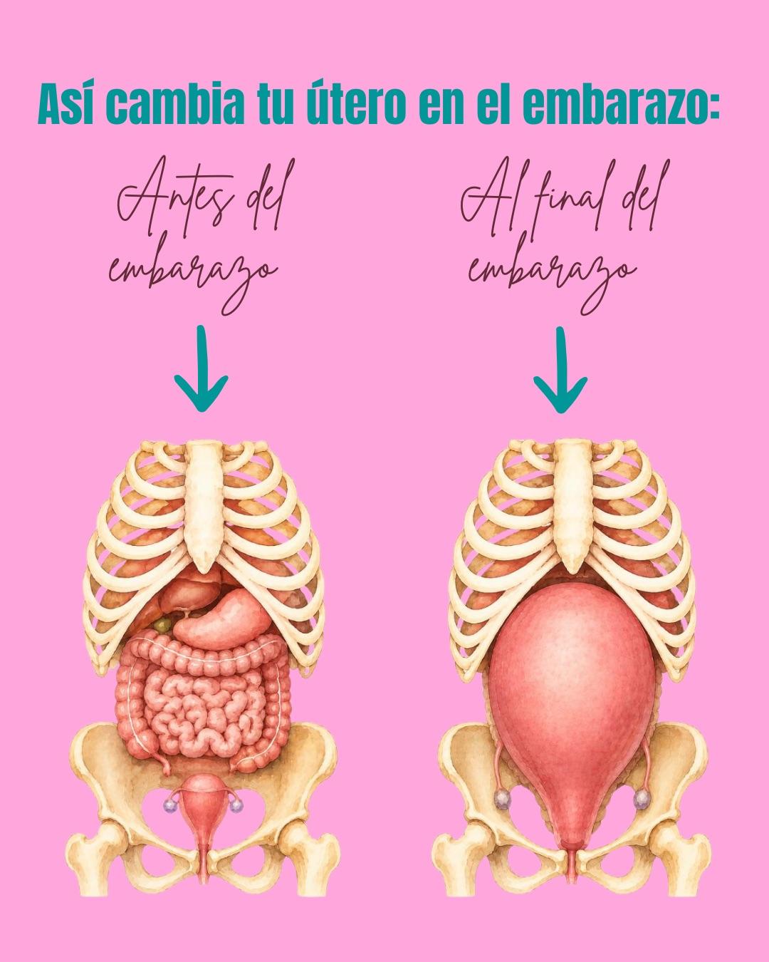 Carrusel ilustrado de Todo Bajo Contracción: Síntomas del tercer trimestre y por qué pasan