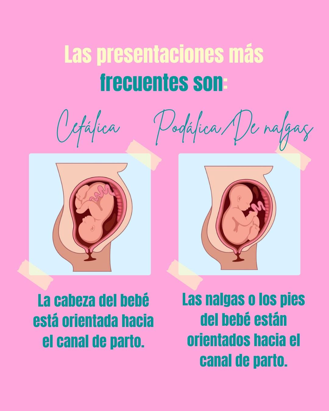 Carrusel ilustrado de Todo Bajo Contracción: Diccionario del embarazo y el posparto (2da ed.)